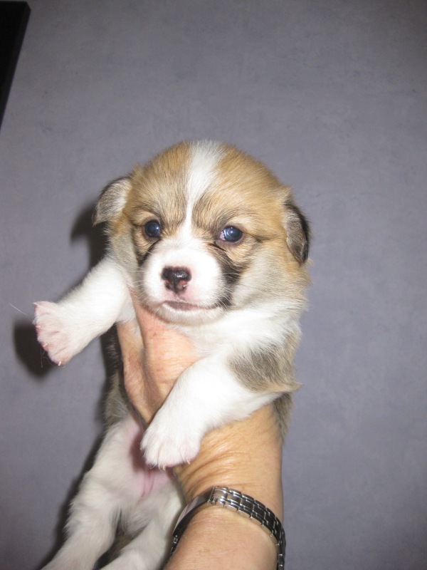Puppies
